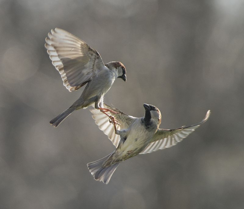 Просто воробьиphoto preview