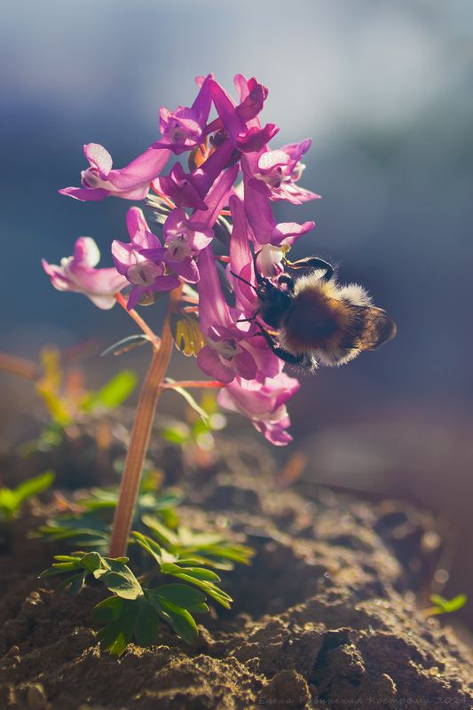 Веснаphoto preview