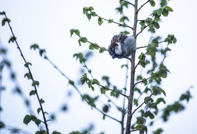 sparrow, birds, animals, nature, garden, sparrowphoto preview