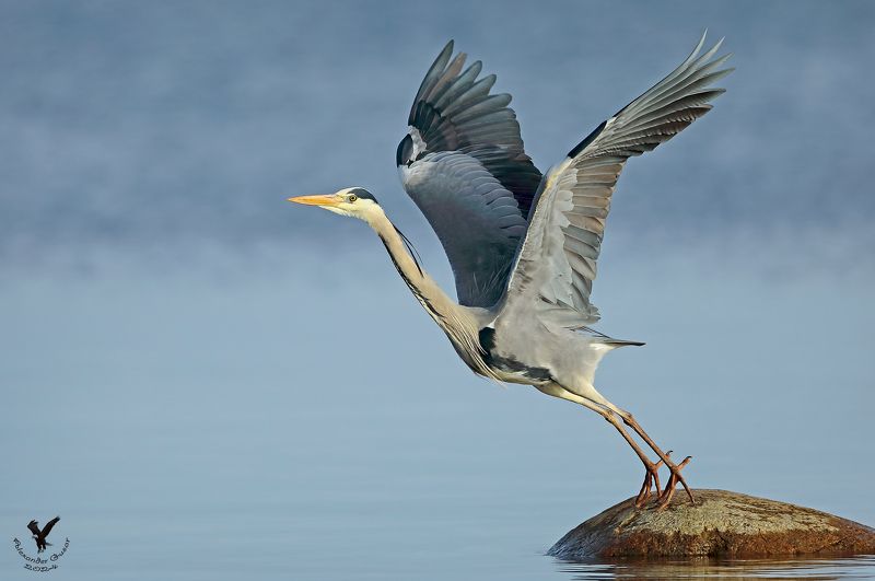 серая цапля. Отрывphoto preview