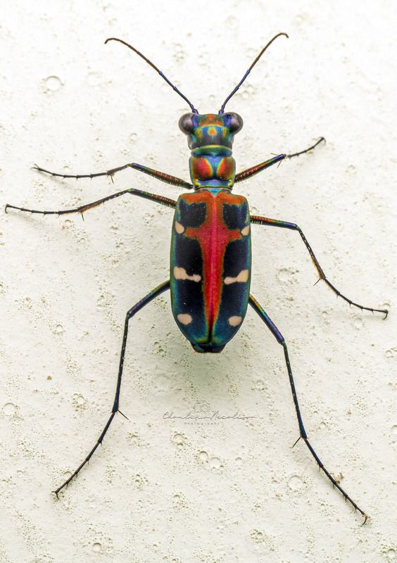 Tiger beetle, animal, macro, focus, color, wall, insect, fast, garden, nature, natural Tiger beetlephoto preview