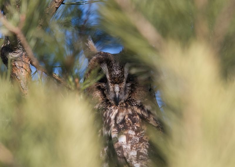 Ушастая соваphoto preview