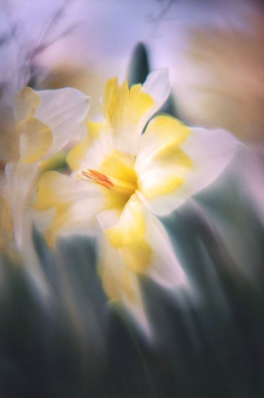 Выныривая из апрельской клумбыphoto preview