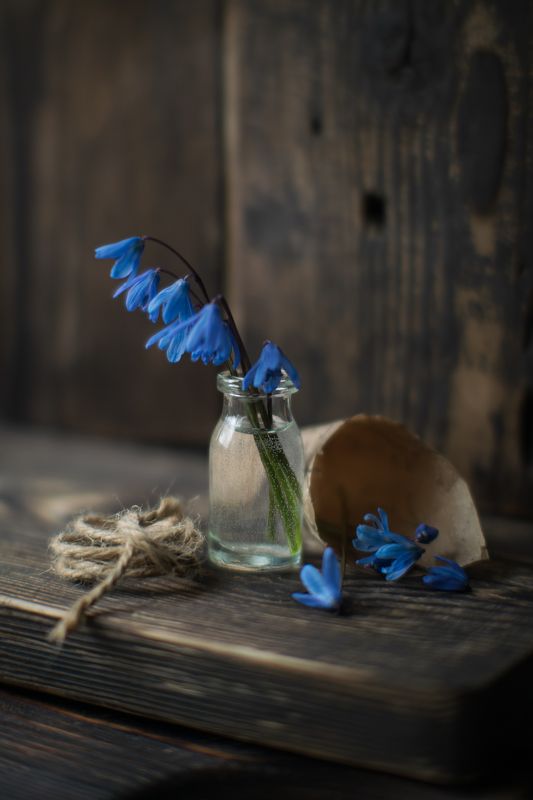 натюрморт,ставрополь,пролеска Пролескаphoto preview