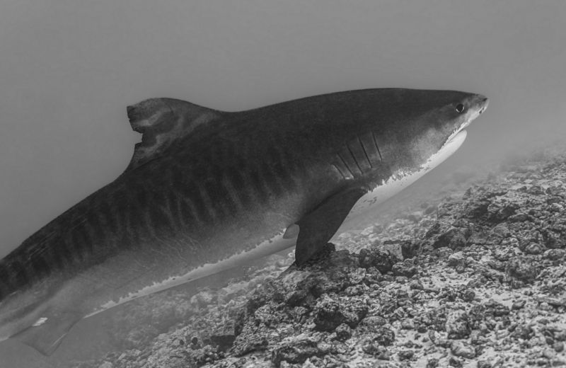 Тигровая акулаphoto preview