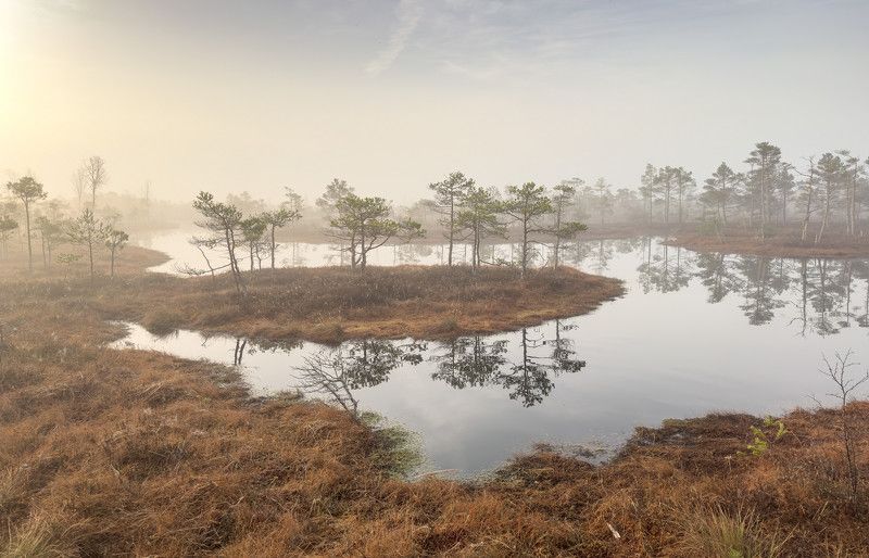 Утро на болоте. Апрельphoto preview