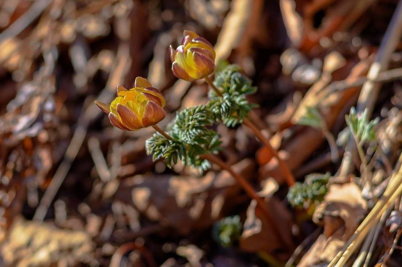 Первоцвет...photo preview