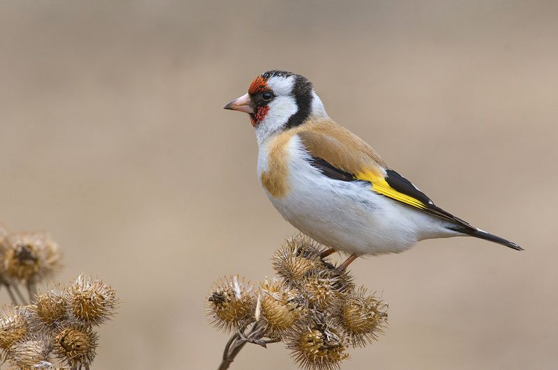 щегол,репейник,апрель Щеголphoto preview