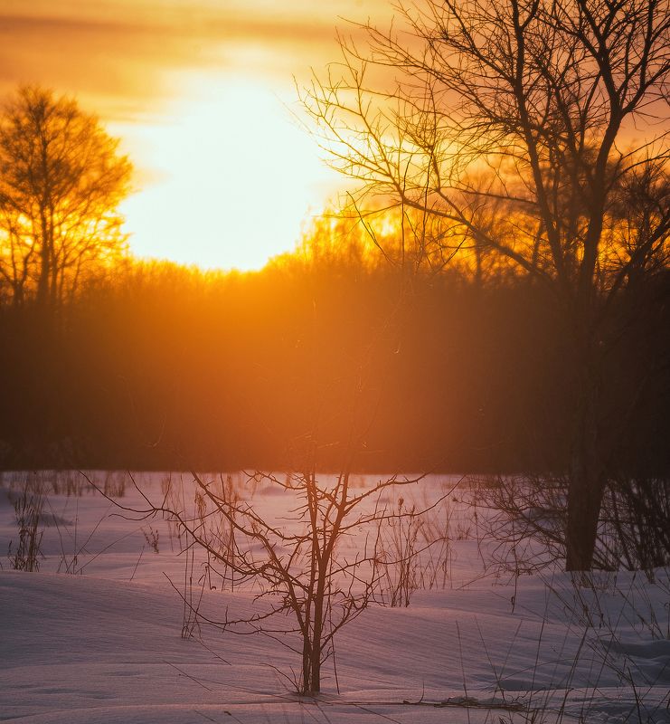 Кустphoto preview