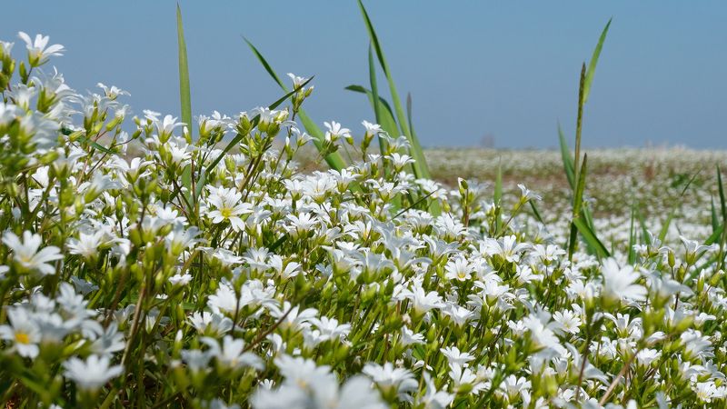 Кружева весныphoto preview