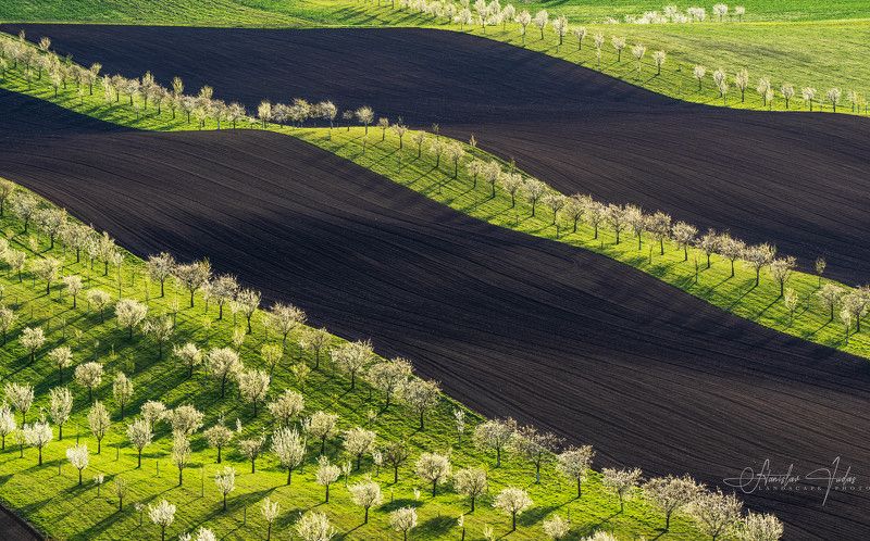 spring, moravia, sony, bloom, trees, czech, bohemia, field, tuscany, green, grass Spring in Moraviaphoto preview