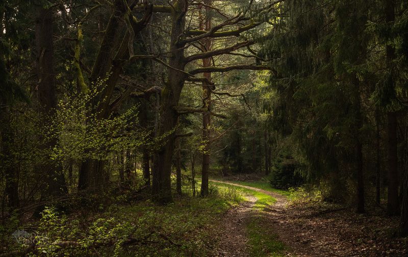 forest,woods,spring,springtime,trees,tree,green,landscape,nature, Springtime forest roadphoto preview