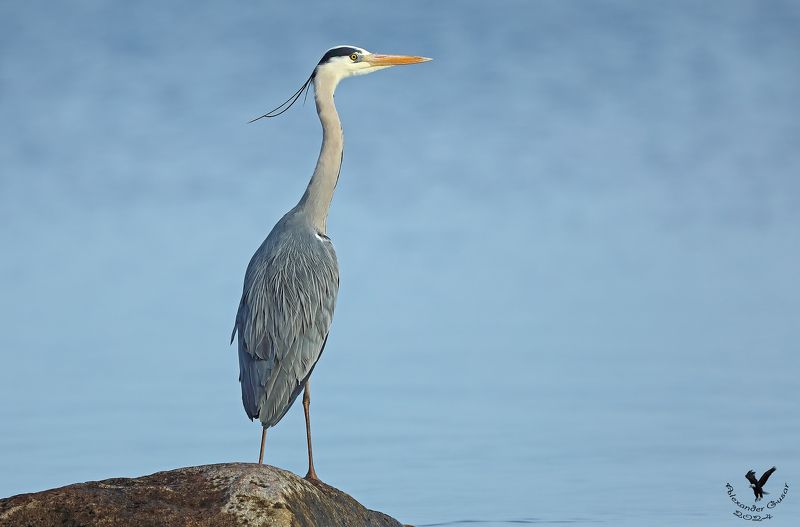 серая цапля. Ожидание.photo preview