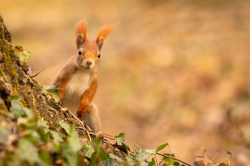 Squirrelphoto preview