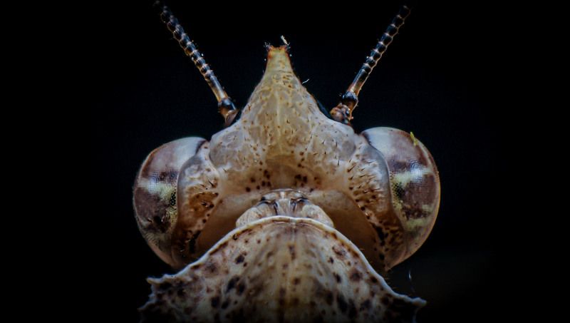 macro, nature, mantis, insect Parablepharis kuhliiphoto preview