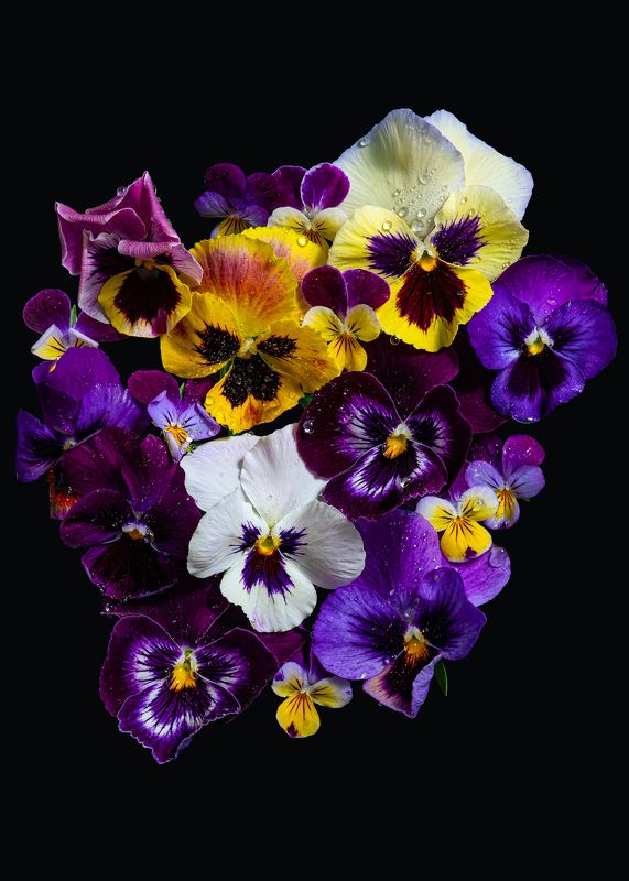 Анютин портретphoto preview