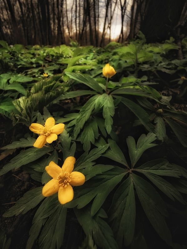 растение, природа, лес, цветы, весна, апрель, пейзаж, макро Теплом весны согреют желтые цветыphoto preview