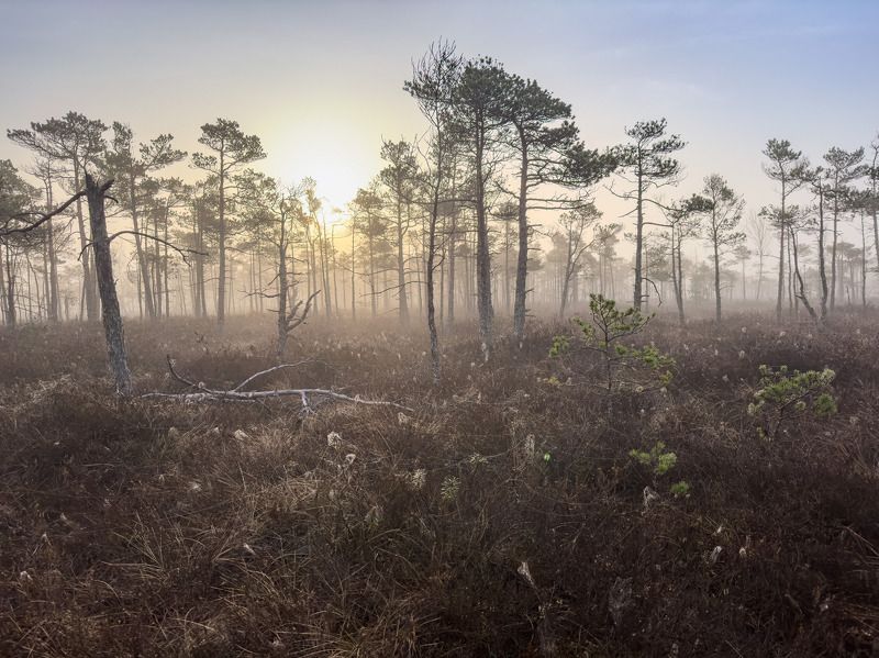 Утро на болоте. Aпрельphoto preview