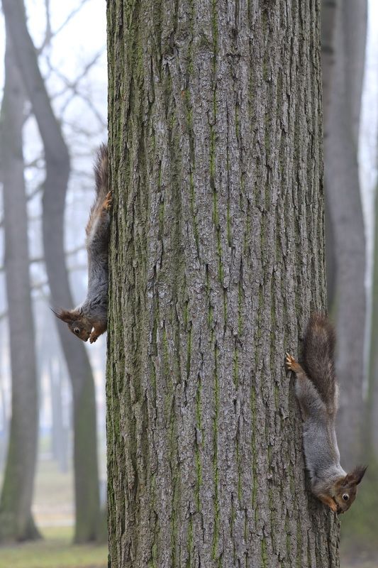 белки Кривякино весна  Белки парка Кривякиноphoto preview