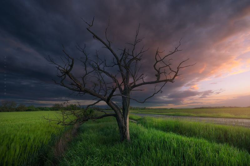 hungary, landscape, , tree, sunset, field, road Lonely Treephoto preview