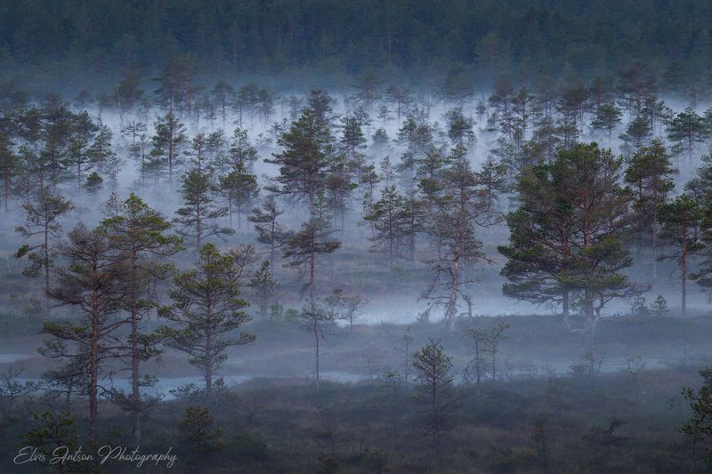 пейзаж, природа, болото, туман Утро седое...photo preview