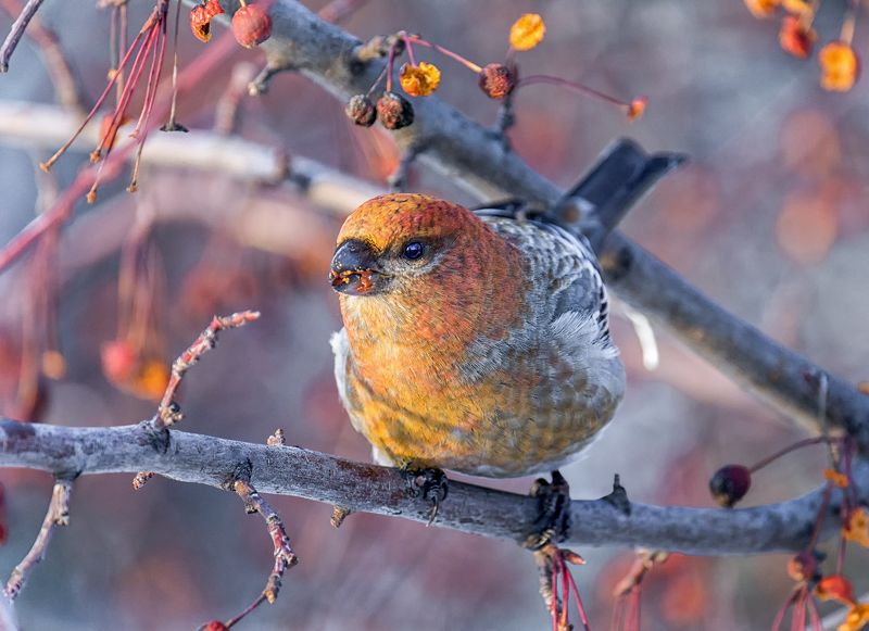 птица, щур, самка, Щур.photo preview