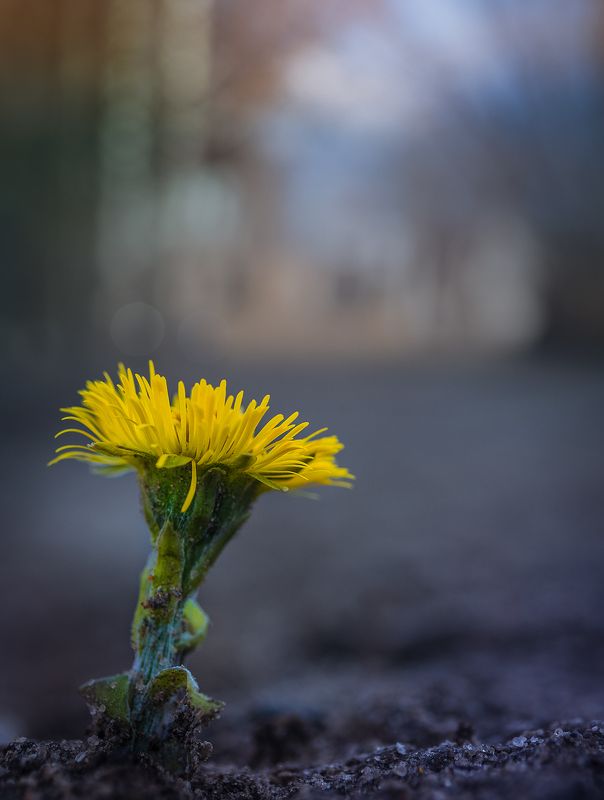 кострома, цветы, весна Весна в городеphoto preview