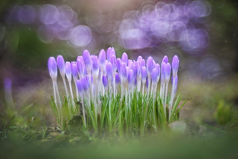 Крокусыphoto preview