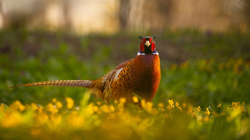 Pheasantphoto preview