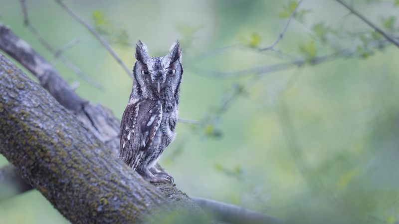 Сучокphoto preview