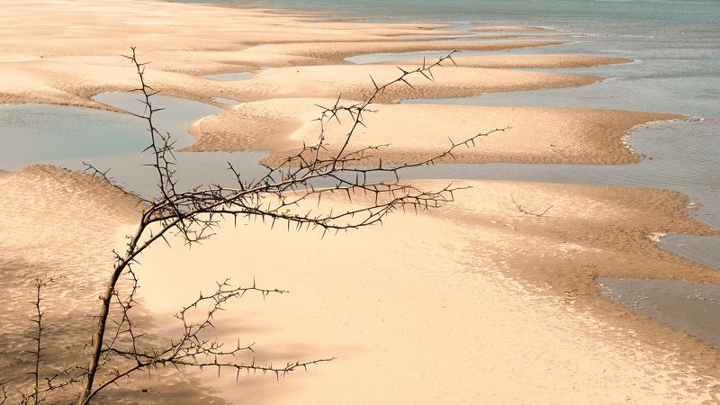 Акацияphoto preview