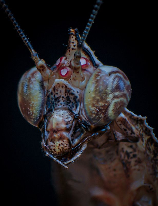 macro, nature, mantis, insect Parablepharis kuhlii Asiaticaphoto preview