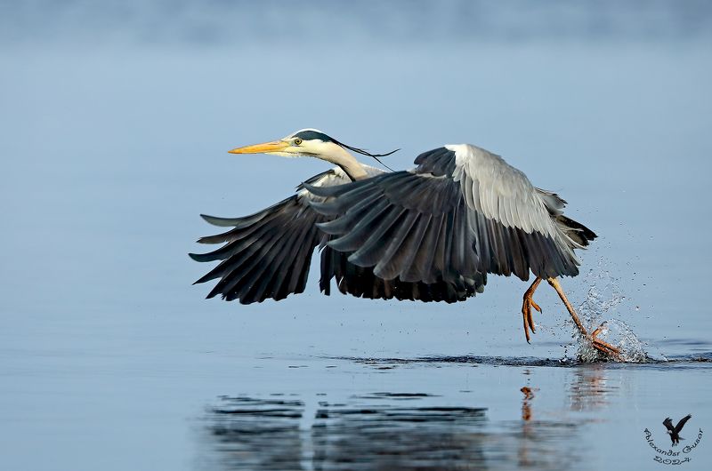 Пора бежать.photo preview