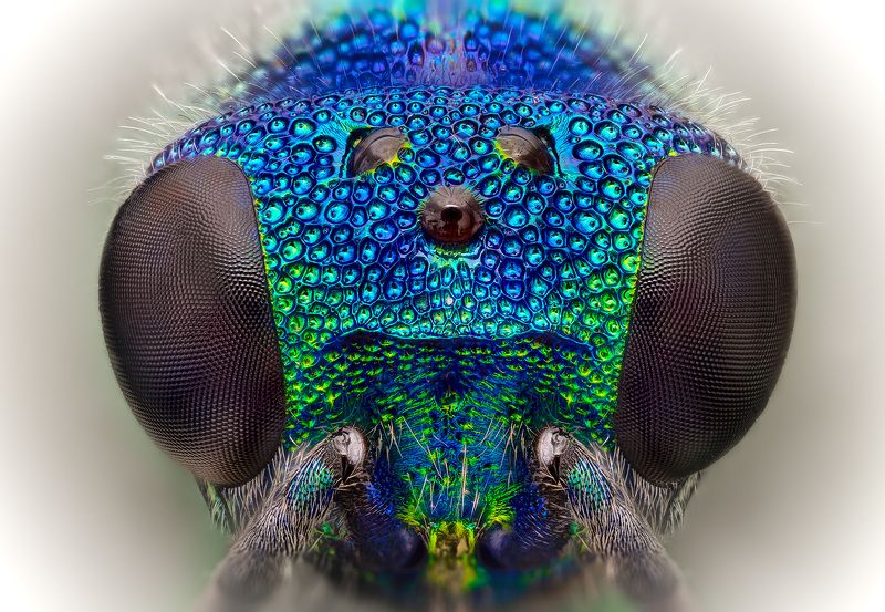 pseudomalus, auratus Златкаphoto preview