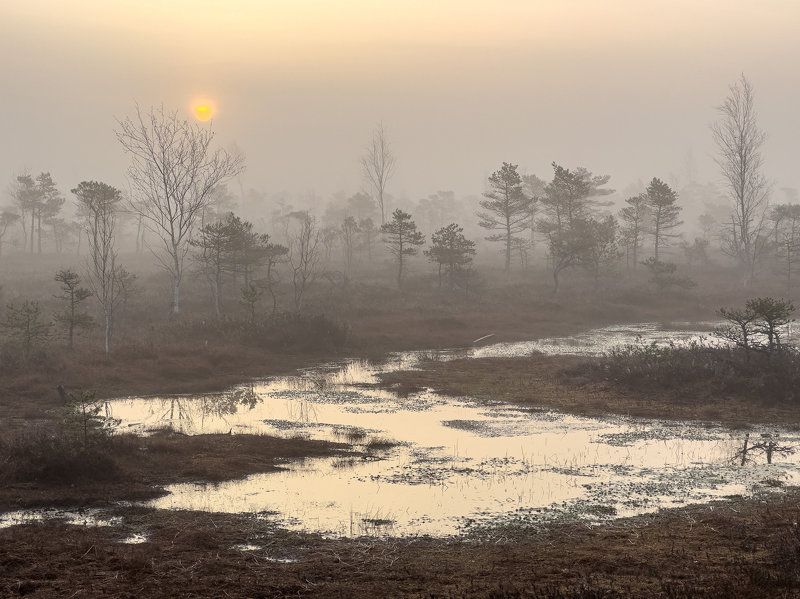 Утро на болоте. Апрельphoto preview