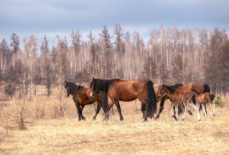 хакасия, моя хакасия, енисейская сибирь, лошади, свободный выпас,весна В степях Хакасииphoto preview