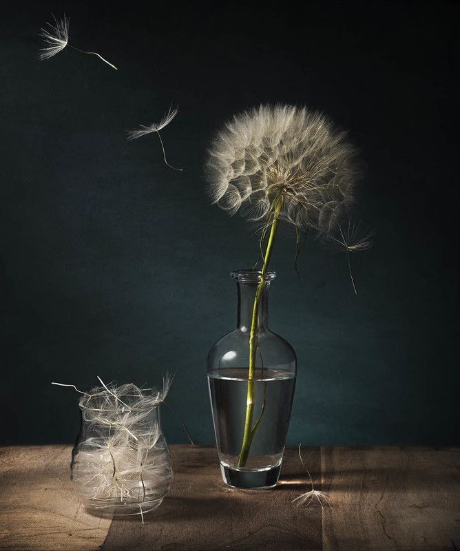 Шары козлобородникаphoto preview