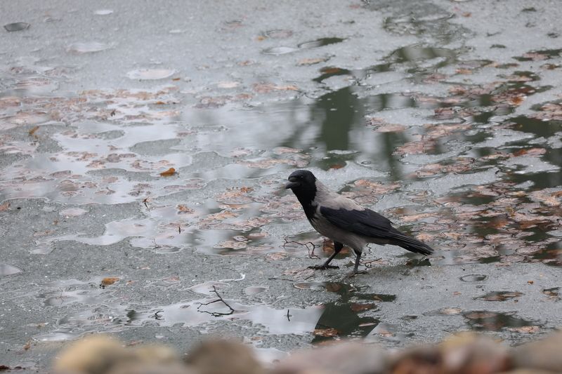 Тонкий лёд. Воронаphoto preview