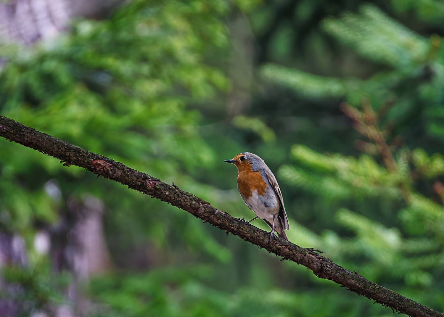, Загруев Михаил