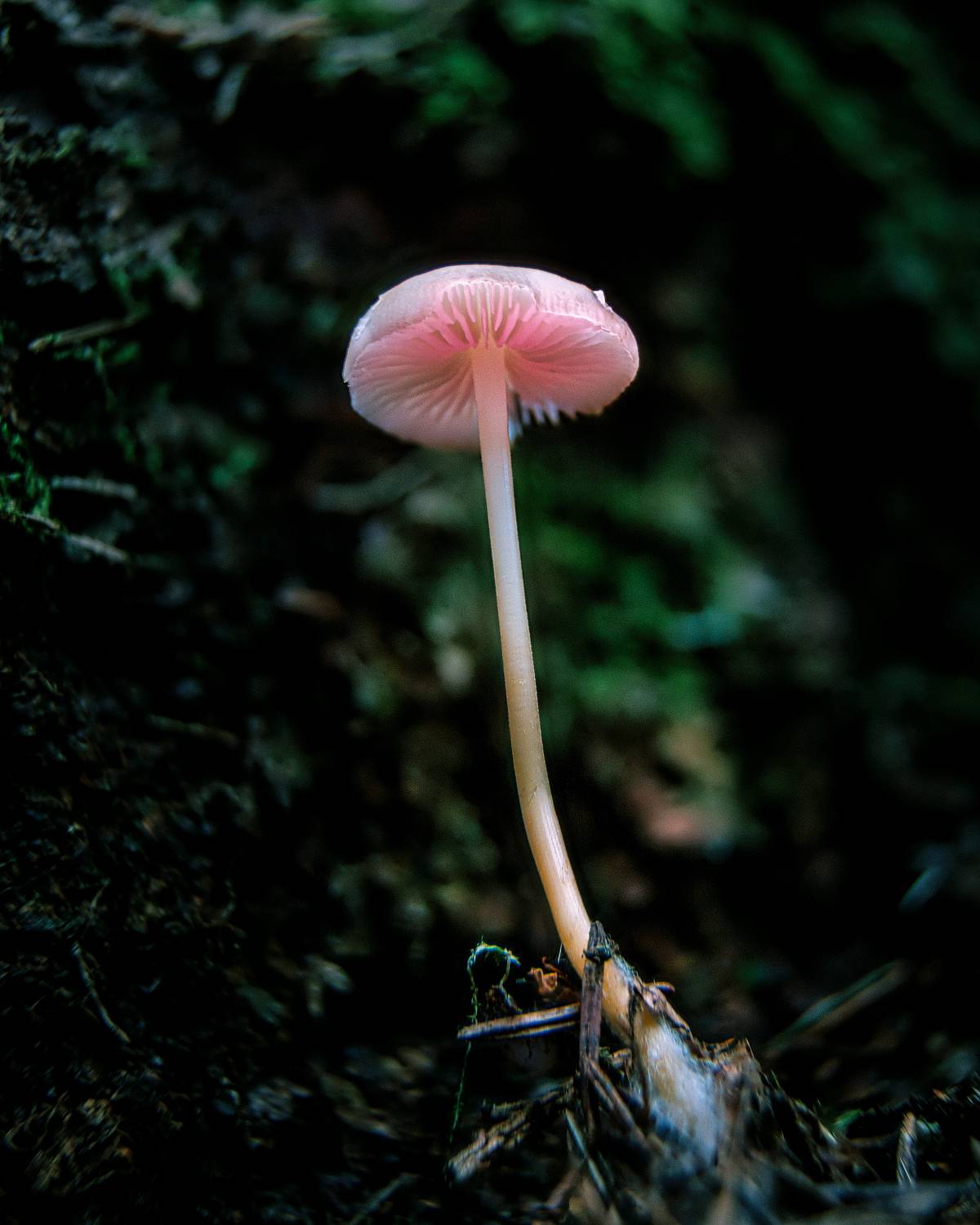 , Загруев Михаил