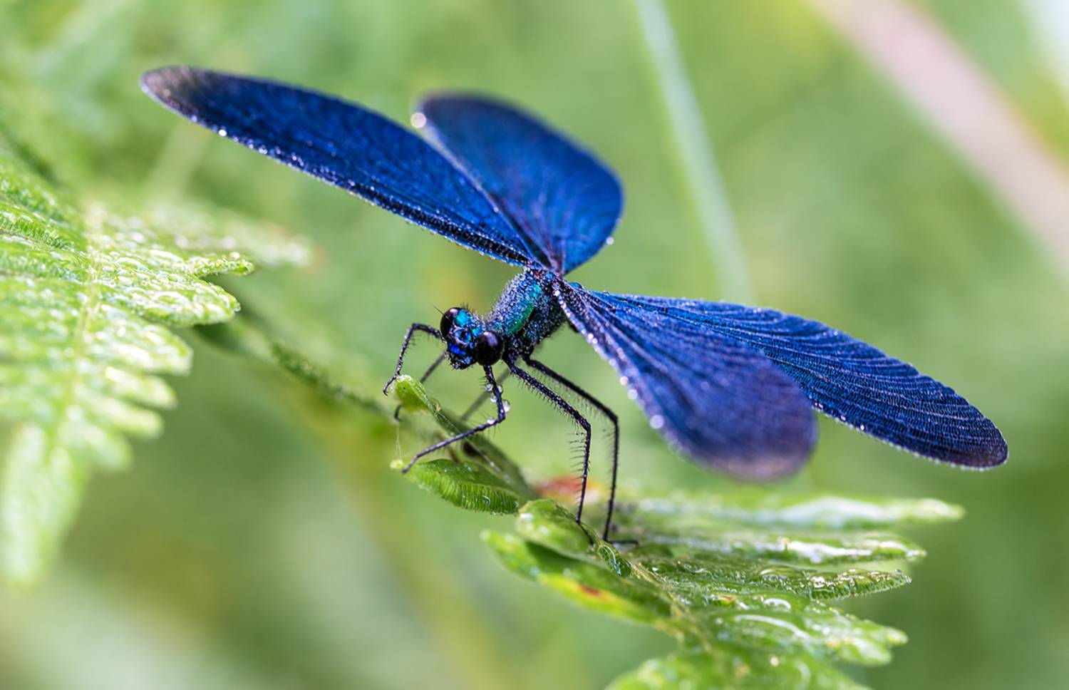 Красотка поутру. Автор: Борис Новиков насекомые, стрекоза, красотка, девушка, лето, роса, июль, Борис Новиков