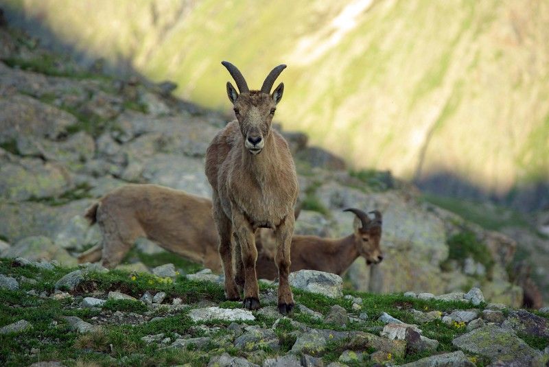 архыз Наблюдатель ... фото превью