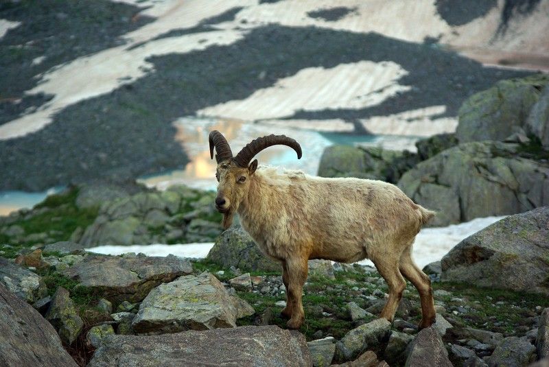 архыз В горах ... фото превью