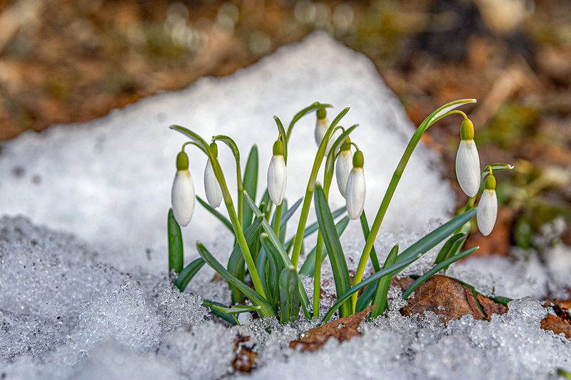Запах весны.photo preview