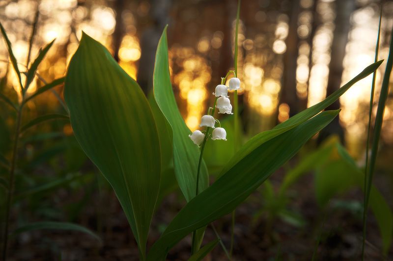 Закат, май, ландышиphoto preview