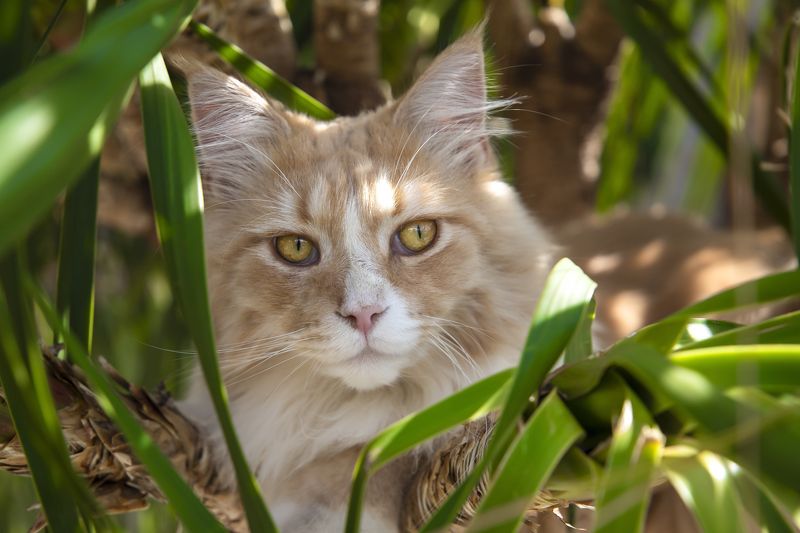 Leonidasphoto preview