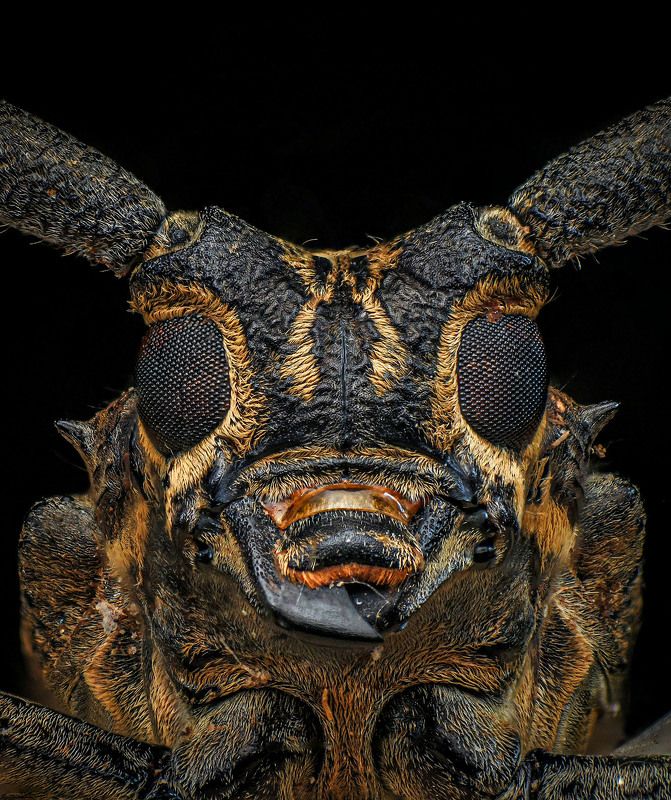 macro, nature, insect, bugs, longhorn beetle Epepeotes photo preview