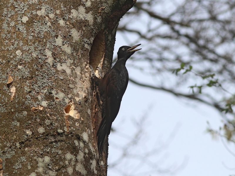 желна, чёрный дятел, дятел, dryocopus martius, black woodpecker, woodpecker Где ты, милый?photo preview