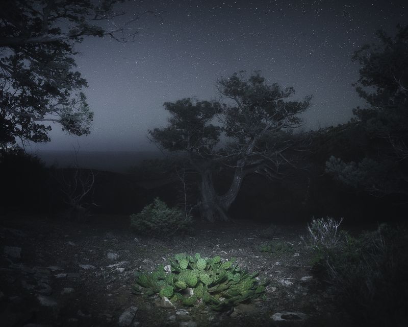 Ночь опунцииphoto preview