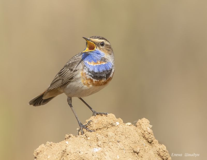 bird of prey, animal, birds, bird,  animal wildlife,  nature,  animals in the wild, варакушка, blue throat, птицы, птица Blue throatphoto preview